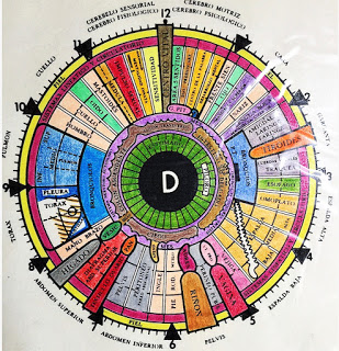 Artículo Iridología - Mitierra Centro de Naturopatía