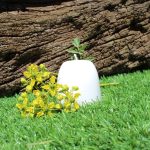 Vela energética Ruda - Mitierra Centro de Naturopatía