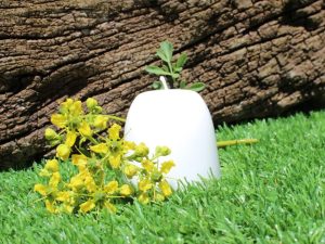 Vela energética Ruda - Mitierra Centro de Naturopatía